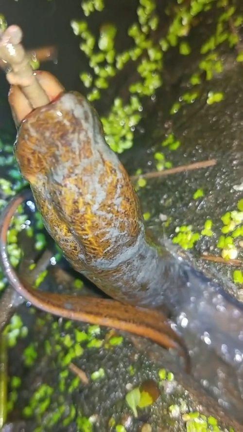 哪儿可以看黄鳝视频,暗流涌动的网络暗角