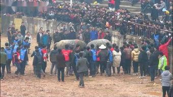 越南残忍斗牛视频,动物权益保护引关注