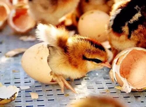 幼儿小鸡出壳舞蹈视频,萌动舞动童年时光