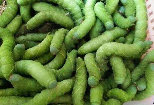 毛毡苔吃虫子的视频