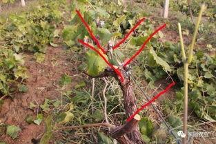 红提葡萄v型架冬剪视频,红提葡萄V型架冬剪技巧解析