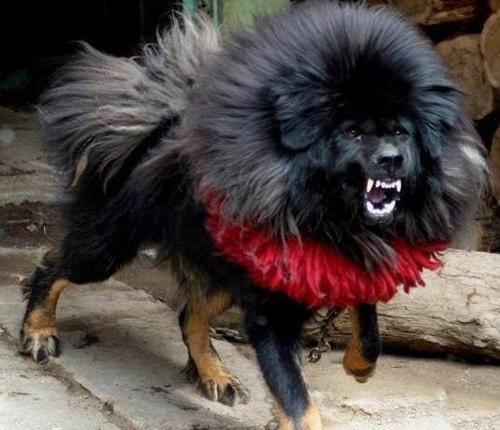 银川獒厂鬼獒视频,神秘獒种的风采展示