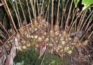 农广天地种植全部视频,农业种植技术宝典