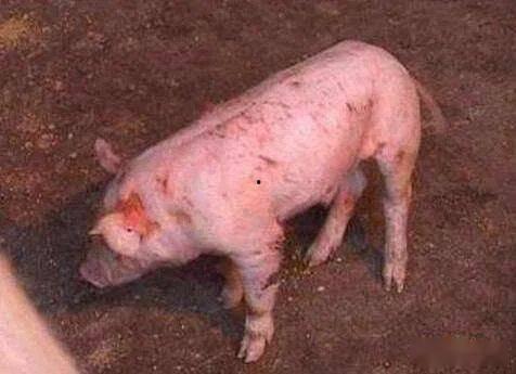 小猪割蛋视频在线观看,趣味互动,欢乐无限