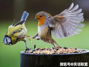 海南小仙翁鸟大叫视频,自然界的奇妙旋律
