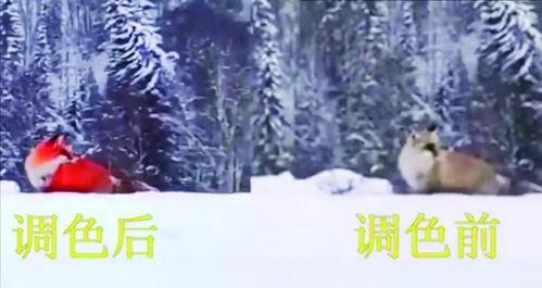 狐狸视频很黄的那一种,那些令人脸红的瞬间